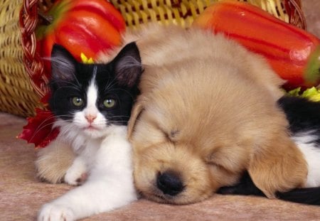 Puppy and kitten - puppy, cat, golden retriever, dog, kitten