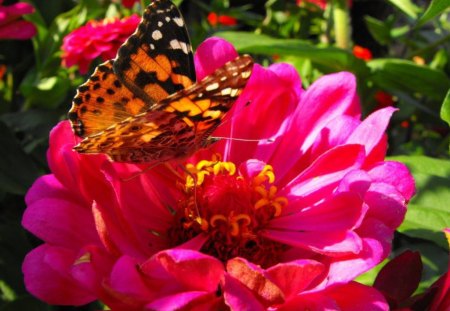 Flower and butterfly - flower, butterfly, pink, nature