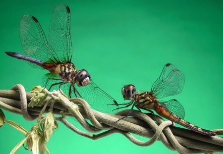 Dragonfly Love wisphers - branch, 2 dragonflys, green, dragonflys, dragonfly