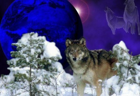 The Wolf - moon, native, wolf, indian art, snow, night