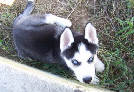 Husky - husky, puppy