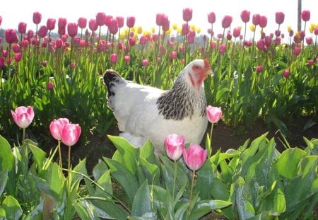 Garden Stroll - chicken, flowers, garden, bird