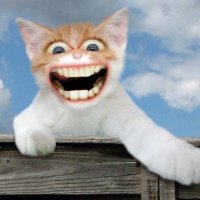 Happy Cat