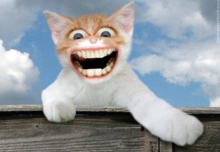 Happy Cat - animal, cat, smiling