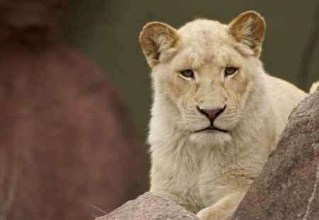 Lion - lioness, animal, other, lion