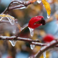 Ice on wild rose