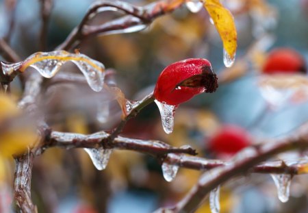 Ice on wild rose - pretty, snow, forest, wilf, frost, nice, winter, beautiful, snowy, lovely, flower, icy, tree, ice, frozen, bush, nature, cold, rose