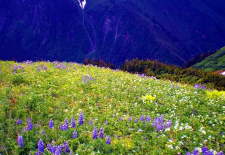 Mountain wildflowers - pretty, summer, grass, meadow, mountain, flowers, fresh, field, nice, carpet, beautiful, slope, lovely, freshness, wildflowers, colorful, nature, delight