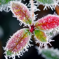 Frozen flower