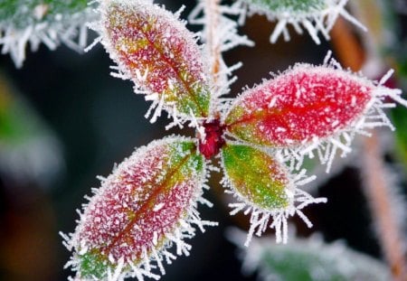 Frozen flower - pretty, snow, leaves, frost, nice, winter, beautiful, beauty, lovely, flower, petals, icy, colorful, ice, frozen, bush, nature, cold