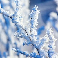 Hoar frost on a branch