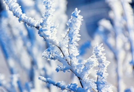 Hoar frost on a branch - pretty, branch, winter, beautiful, snowy, snow, forest, lovely, icy, ice, frozen, white, hoar, cold, frost, nice