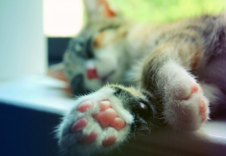 Cat - pretty, cat face, beautiful, lovely, paws, kitten, cute, cats, face, kitty