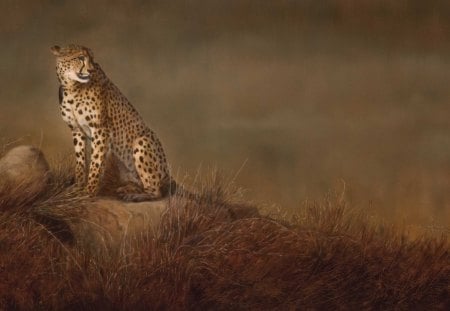 Cheetah - cheetah, painting, cat, wallpaper, other