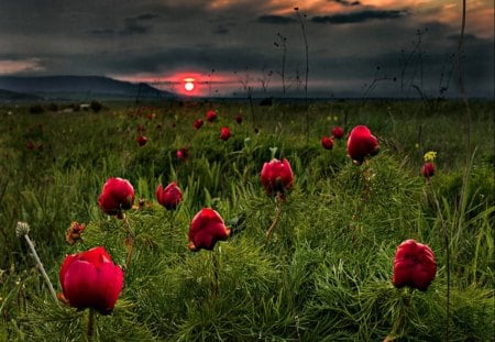 Flowers Field - beauty, field of flowers, sky, sun, peaceful, sunset, flowers field, view, clouds, green, grass, red flowers, lovely, nature, red, beautiful, splendor, flowers, poppies, poppy