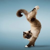 Cat acrobat :)
