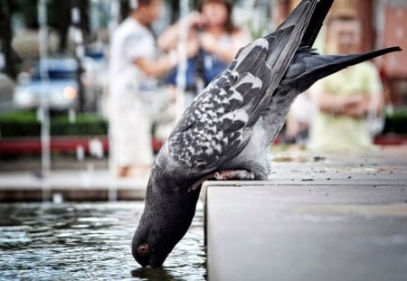 Pigeon - city, water, pigeon, humor