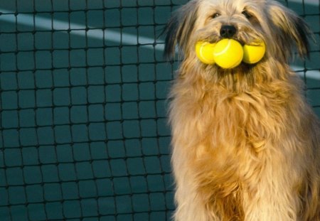 Dog - dog, sport, tennis, ball