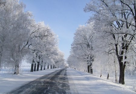 Winter Drive - trees, winter, blue, road, snow, daylight, path, ice, frozen, white, nature, cold, drive, day, sky, limbs