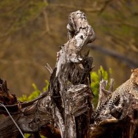 Relaxing Leopard on a Log