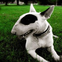 American Staffordshire Dog