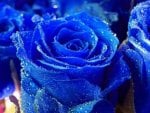 Beautiful Wet Blue Rose