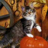 A norwegian forest kittten with a pumpkin