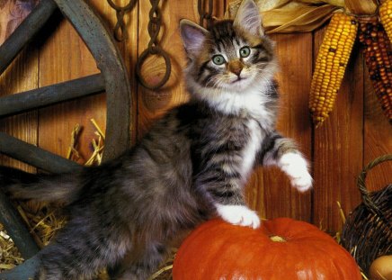 A norwegian forest kittten with a pumpkin - feline, Norwegain forest, corn, pumpkin, cat, wheel