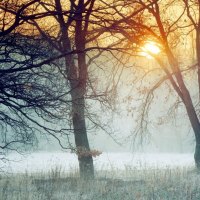 sunset through a frosty forest