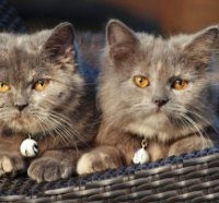 Persian Cats