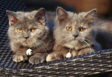 Persian Cats