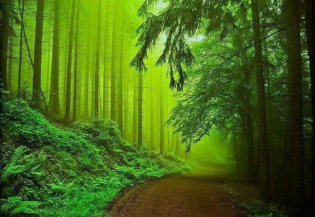 The Green Nature - path, trees, ferns, nature, forest