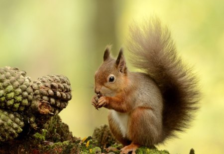 Sweet squirrel - rodent, animal, nature, squirrel