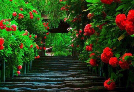 Beautiful Flowers - trees, passage, nature, beautiful red flowers, green leaves