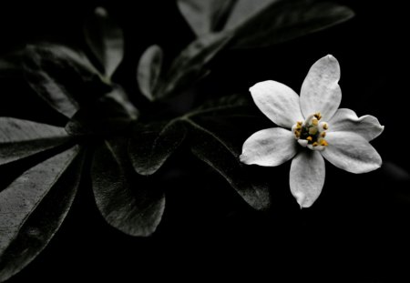 White Flower - flowers, black and white, white, fllower