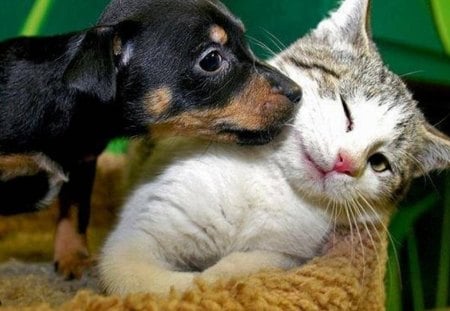 Cute friends - animal, sleep, cat, dog