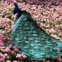 Beautiful Peacock in the Flowers