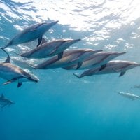 Beautiful Group of Dolphins