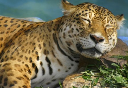 Leopard sleeping - rest, leopard, animal, sleep