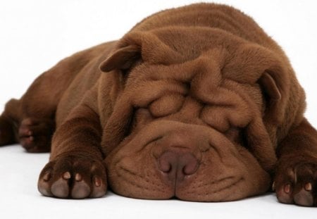 Dog sleeping - puppy, animal, sleep, dog