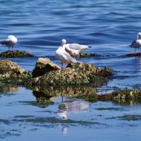 Pretty Group of Seagulls