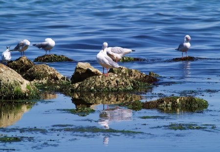 Pretty Group of Seagulls - oceans, seagulls, animals, shore birds, birds