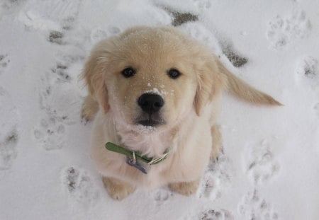 Cute Puppy♥ - winter, retriever, snow, dog, lovely, sweet, precious, cookie, cold, cute, puppy, little, golden, labrador, animals