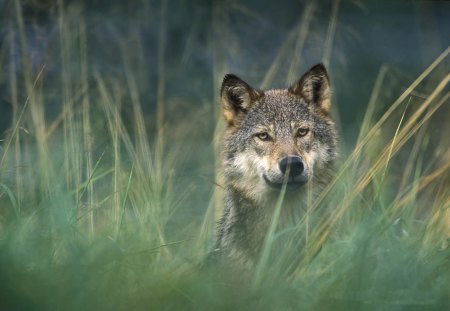 Gray wolf - wallpaper, lone wolf, arctic, wolf, quotes, grey, grey wolf, wild animal black, friendship, winter, pack, the pack, wisdom beautiful, canis lupus, dog, snow, wolfrunning, black, abstract, timber, white, wolves, solitude, wolf pack, howling, nature, mythical, wolf wallpaper, spirit, howl, canine, lobo, majestic