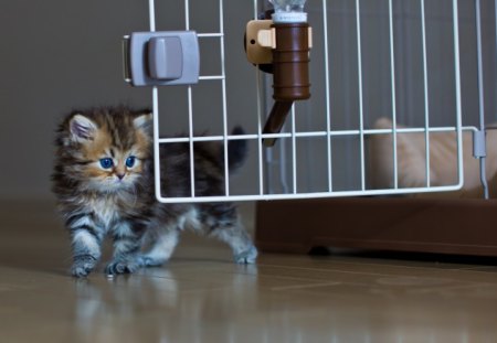 Adorable Kitten - cats, kitty, animals, cute, kitten, beautiful, sweet, adorable