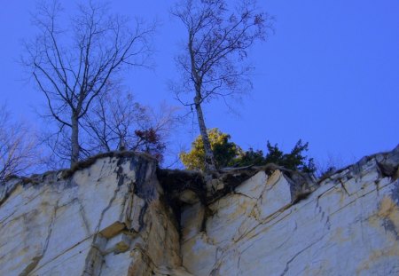 looking up a white cliff - shrubs, white, cliff, trees