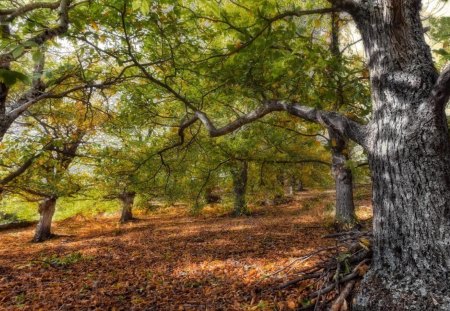 wonderful autumn forest hdr - leaves, forest, hdr, autumn