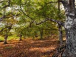 wonderful autumn forest hdr