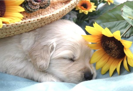 Sleeping dog - animal, hat, puppy, sleep, dog