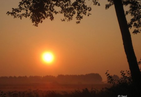 View - trees, nature, view, mist, tree, sun, sky